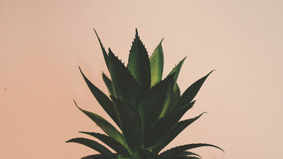 Aloe vera: slide and glide - GranmaSecrets
