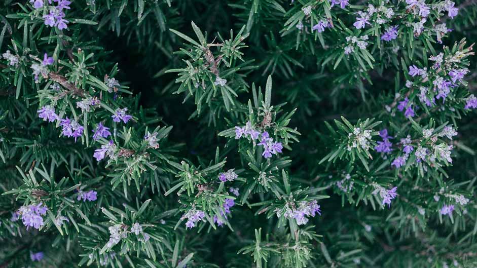 use of rosemary oil in hair